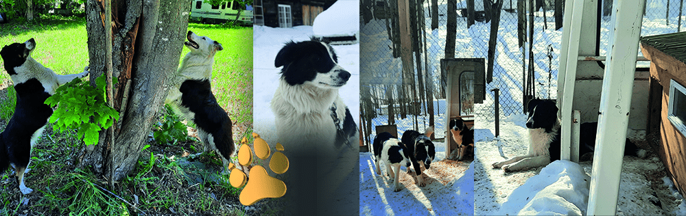 Élevage Border Collie d'Orléans - Border Collies en Pleine Nature sur l'Île d'Orléans, Québec Bandeau photo de border collies à l'élevage Border Collie d'Orléans : border collie explorant un arbre, portrait d'un border collie noir et blanc, groupe de border collies dans un enclos enneigé, et border collie couché près d'un enclos en hiver. Élevage situé sur l'île d'Orléans, Québec.