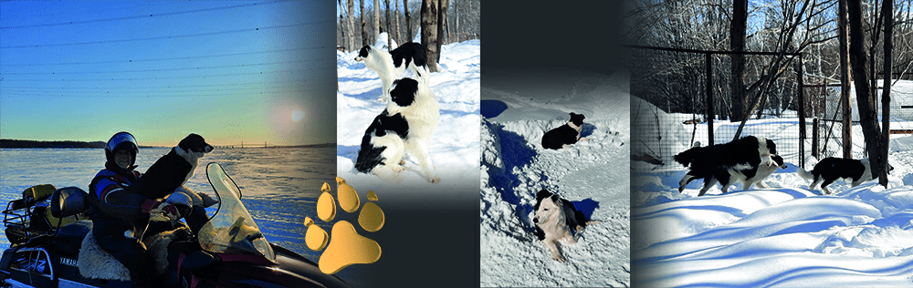 Border Collie d'Orléans - Border Collies en Action et en Plein Hiver au Québec Bandeau photo de border collies à l'élevage Border Collie d'Orléans : border collie sur une motoneige, chiens jouant dans la neige, border collie se reposant dans la neige, et deux border collies courant dans un enclos enneigé. Élevage situé sur l'île d'Orléans, Québec.