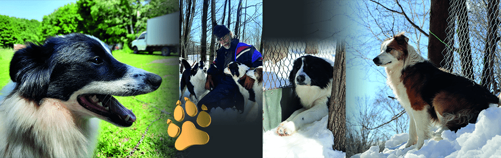 Border Collie d'Orléans - Border Collies Heureux et Bien Entraînés sur l'Île d'Orléans Bandeau photo de border collies à l'élevage Border Collie d'Orléans : portrait d'un border collie noir et blanc dans la nature, éleveur avec ses border collies, border collie se reposant près d'un arbre en hiver, et border collie tricolore dans la neige. Élevage situé sur l'île d'Orléans, Québec.