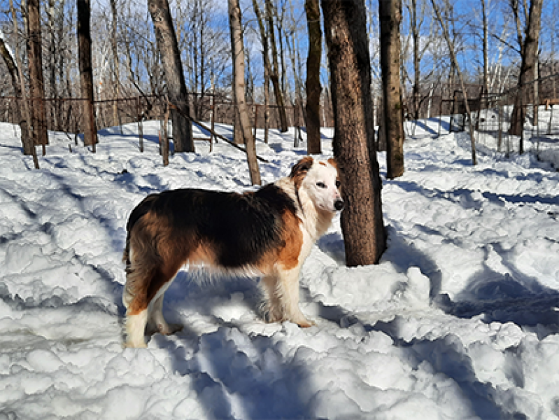 Border collie femelle tricolore jouant dans la neige, élevage Border Collie d
