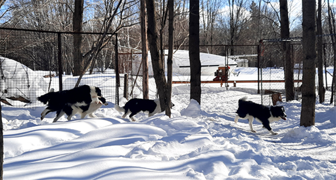 Groupe de 4 border collies jouant dans la neige, élevage Border Collie d