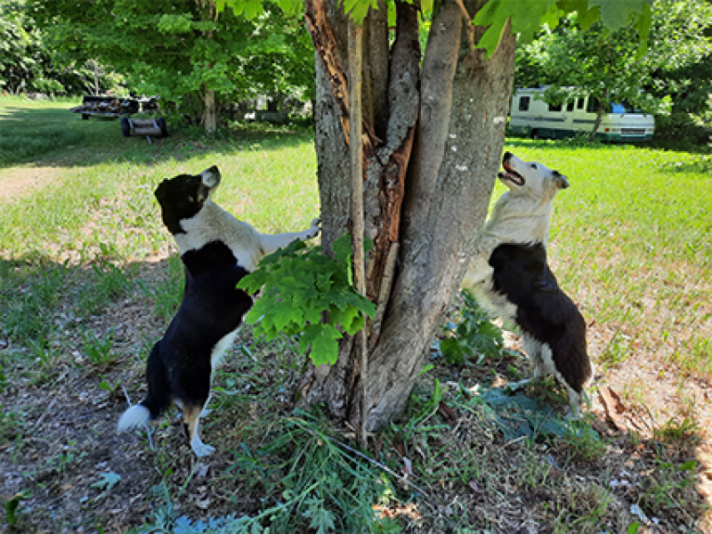 Deux border collies jouant autours d