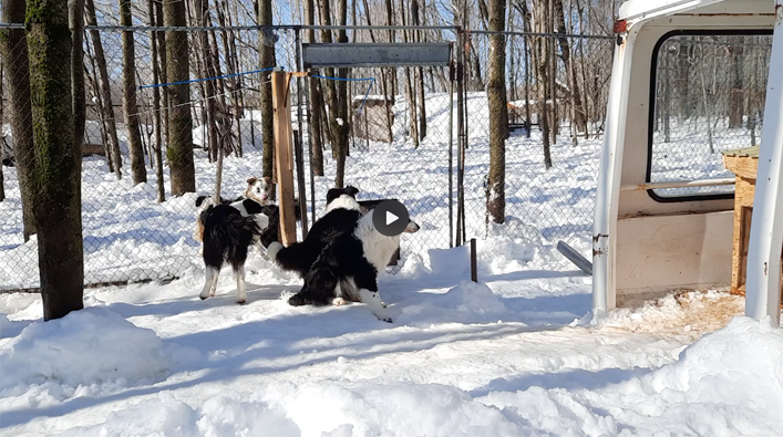 Groupe de border collies jouant dans un enclos enneigé à l'élevage Border Collie d'Orléans, sur l'île d'Orléans, Québec.
