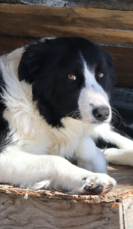 Photo portrait de Lili, Border collie femelle bicolore allongée dans sa niche, élevage Border Collie d'Orléans, Québec.