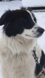 Photo portrait de Matka, Border collie femelle bicolore, élevage Border Collie d'Orléans, Québec.