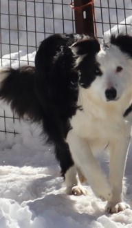 Photo portrait de Mini, Border collie femelle bicolore jouant dans la neige, élevage Border Collie d'Orléans, Québec.
