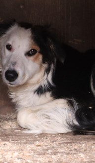 Photo portrait de Moby, Border collie femelle tricolore allongée dans sa niche, élevage Border Collie d'Orléans, Québec.