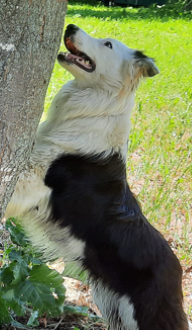 Photo portrait de Patch, Border collie femelle bicolore jouant auprès d'un arbre, élevage Border Collie d'Orléans, Québec.