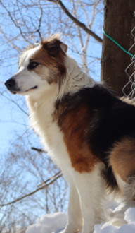 Photo portrait de Sweetie, Border collie femelle tricolore assise dans la neige, élevage Border Collie d'Orléans, Québec.