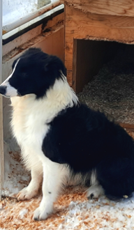 Photo portrait de Bou, Border collie mâle bicolore assit près de sa niche, élevage Border Collie d'Orléans, Québec.