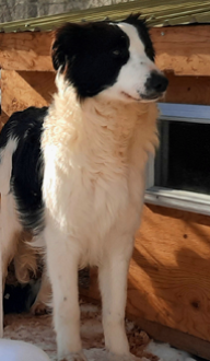 Photo portrait de Holstein, Border collie mâle bicolore debout devant un cabanon, élevage Border Collie d'Orléans, Québec.