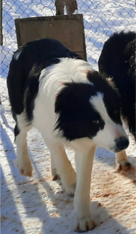 Photo portrait de Jumper, Border collie mâle bicolore dans la neige, élevage Border Collie d'Orléans, Québec.