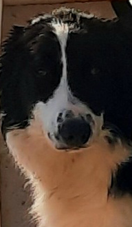 Photo portrait de Junior, Border collie mâle bicolore, élevage Border Collie d'Orléans, Québec.