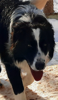 Photo portrait de Patapouf, Border collie mâle bicolore dans la neige, élevage Border Collie d'Orléans, Québec.