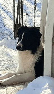 Photo portrait de Renard, Border collie mâle bicolore allongé dans la neige, élevage Border Collie d'Orléans, Québec.
