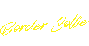 Élevage Border Collie